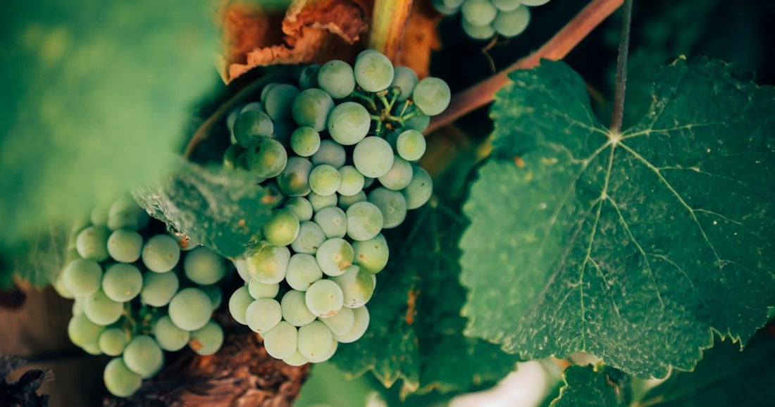 Pairing Albariño Wines with International Cuisines