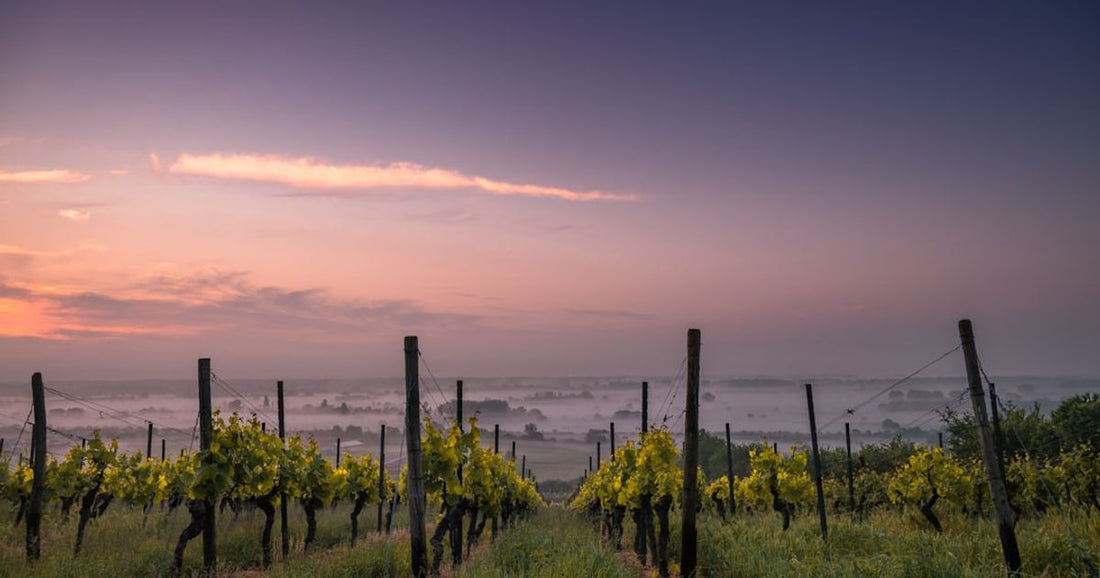Exploring Different Styles of Albariño Wines