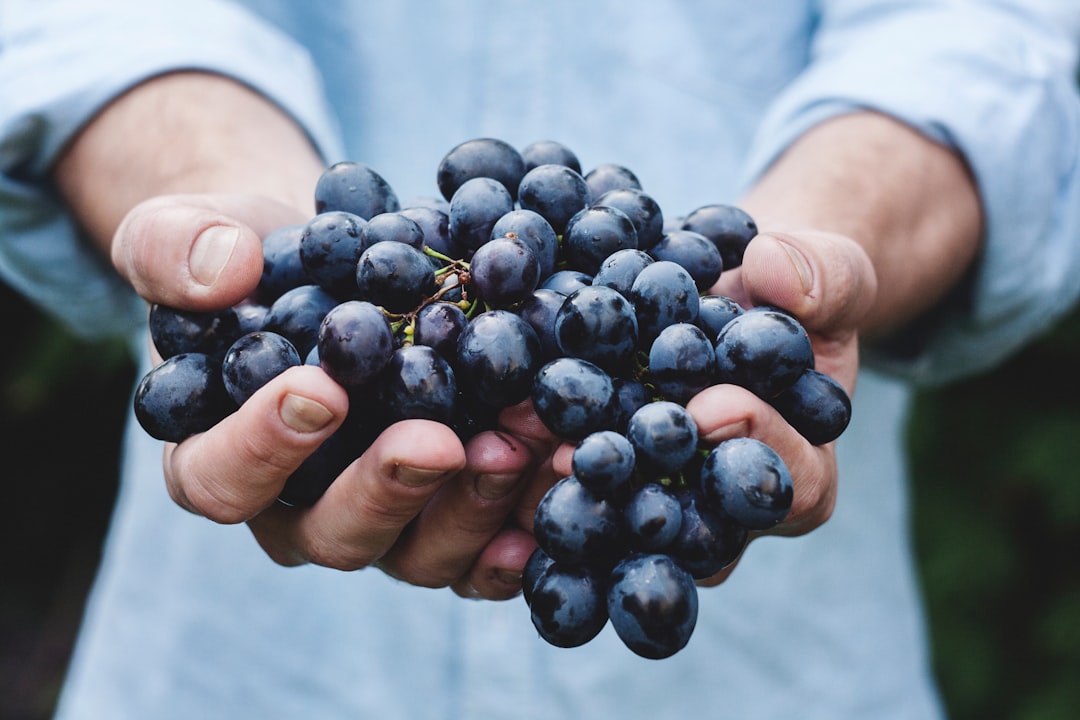 Exploring Catalonia's Cava Terroir