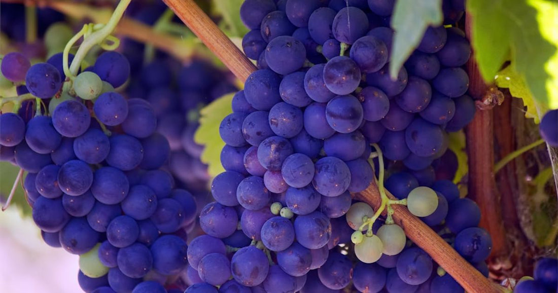 Family-Friendly Activities at Valencia Wine Festivals