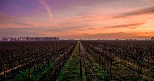 Legal Requirements for Importing Wine to UK