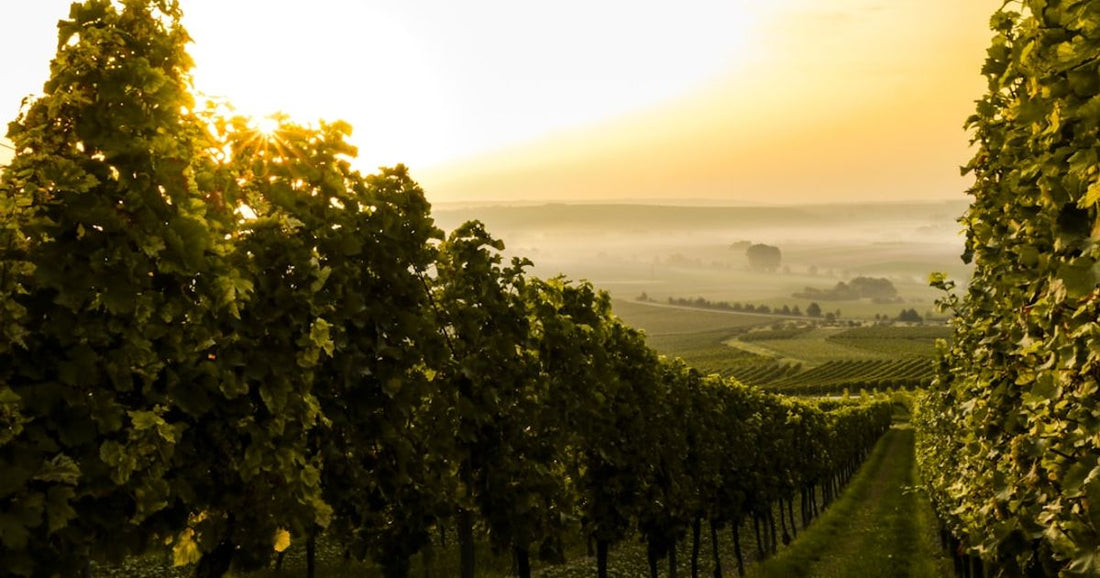 Pairing Foods with Priorat Wines
