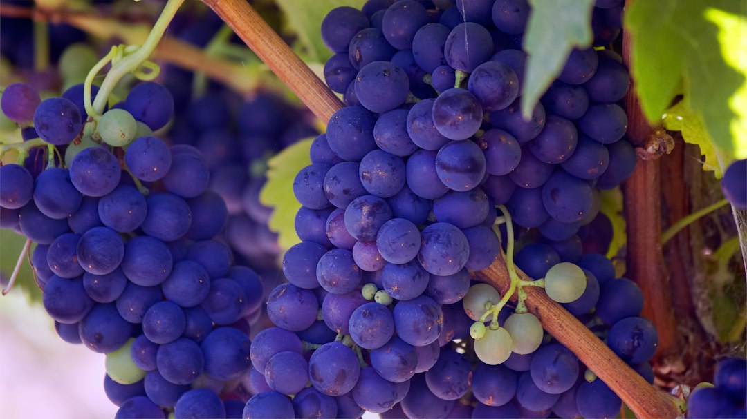 How to Identify Quality Rioja Wine