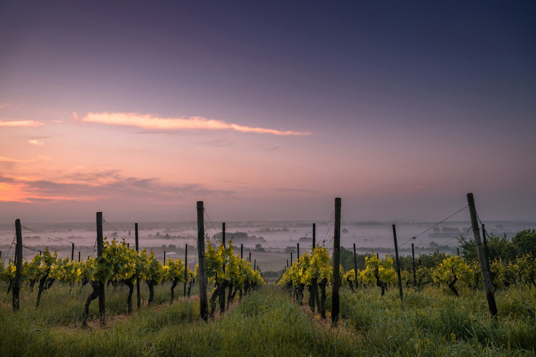 Exploring Organic Vineyards in Spain